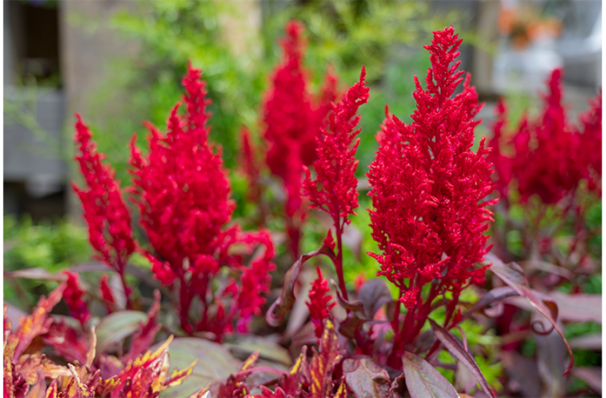 Annuals, McDonald Garden Center 